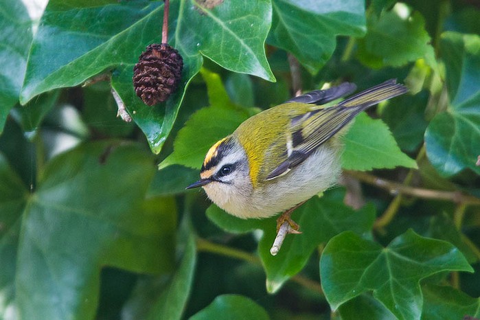 Firecrest