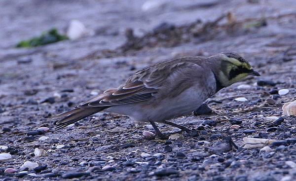 Shorelark