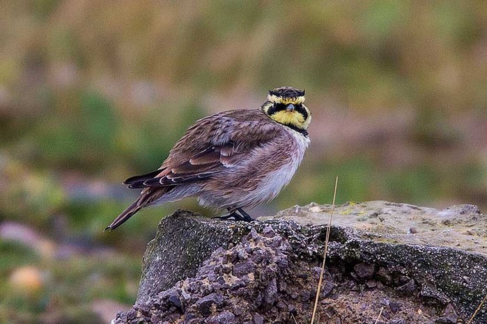 Shorelark