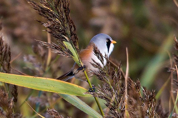 Bearded Tit