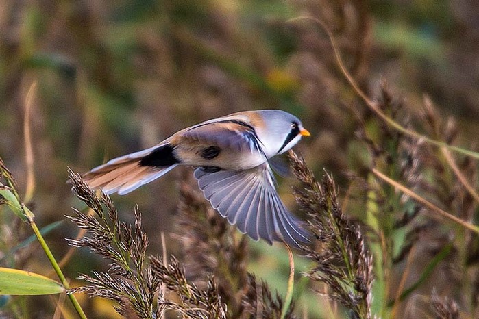 Bearded Tit