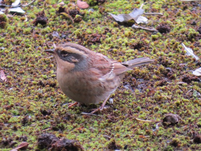 Siberian Accentor