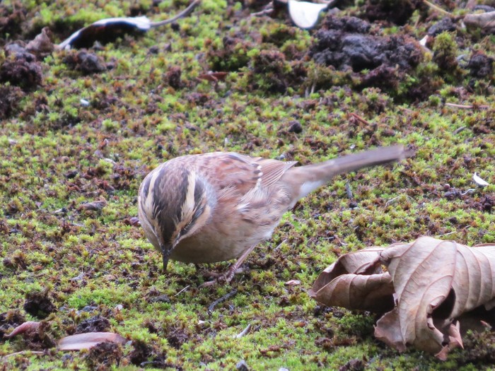 Siberian Accentor