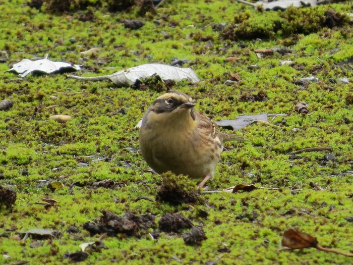 Siberian Accentor
