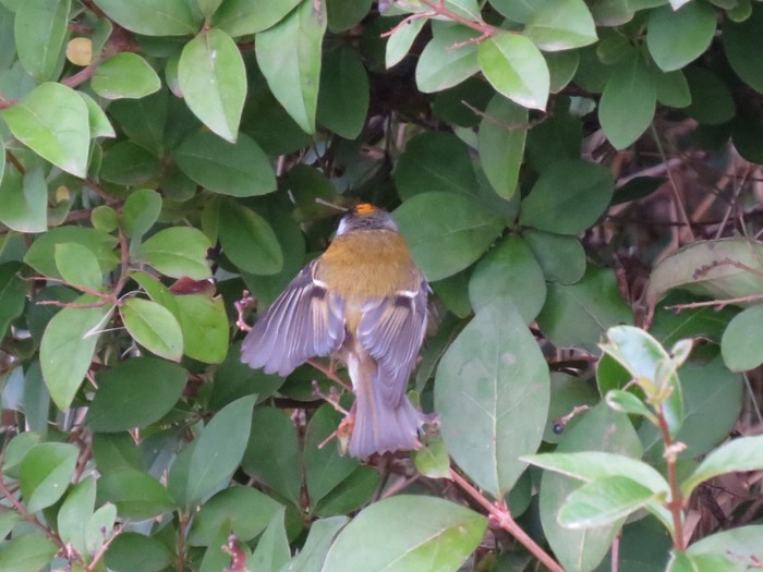 Firecrest