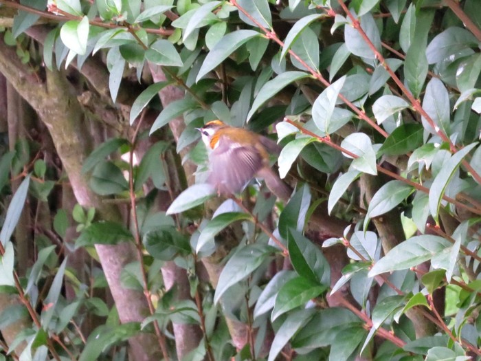 Firecrest