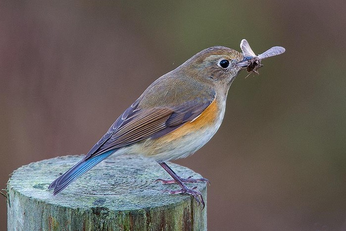 Red-flanked Bluetail