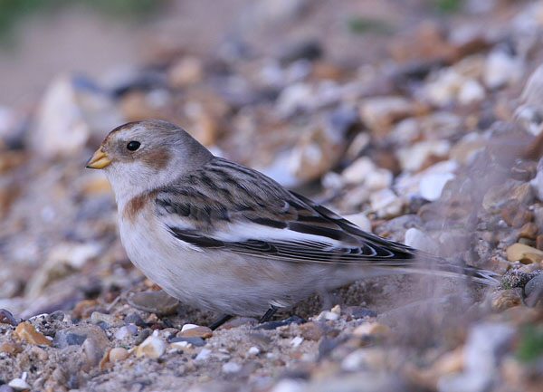 Snow Bunting