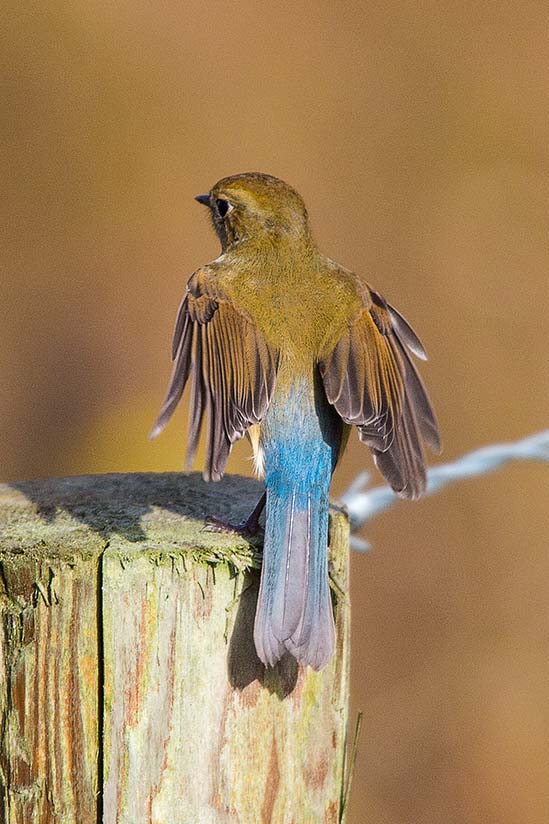 Red-flanked Bluetail