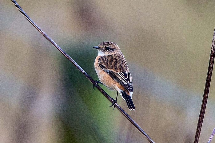 Siberian Stonechat