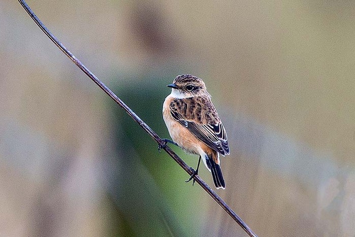 Siberian Stonechat