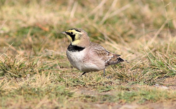 Shorelark