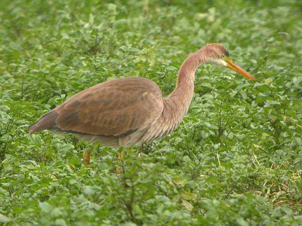 Purple Heron
