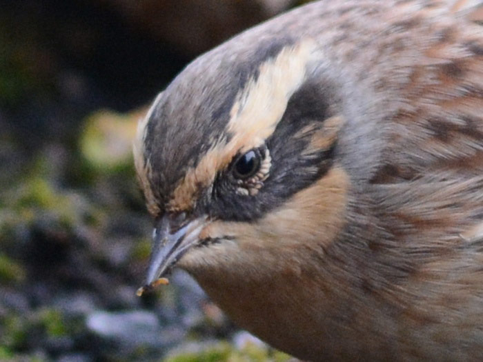 Siberian Accentor