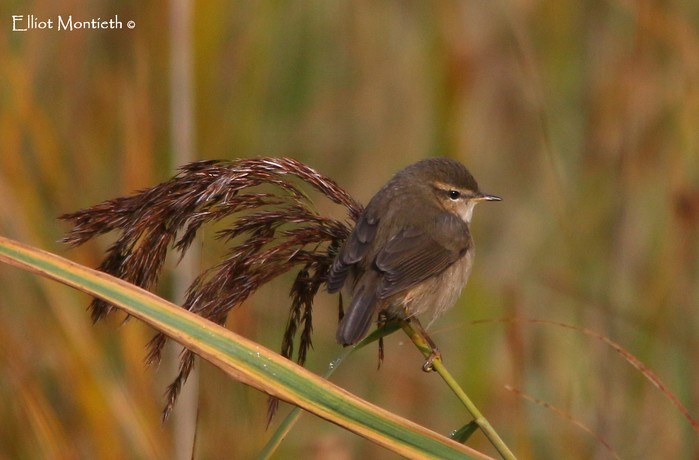 Dusky Warbler