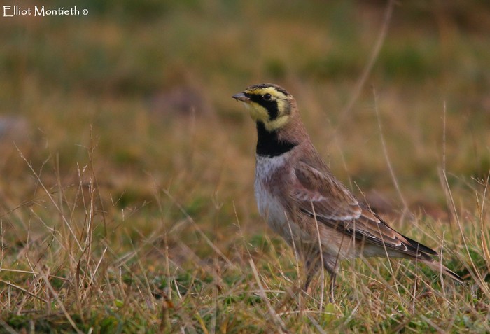 Shorelark