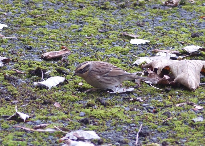 Siberian Accentor