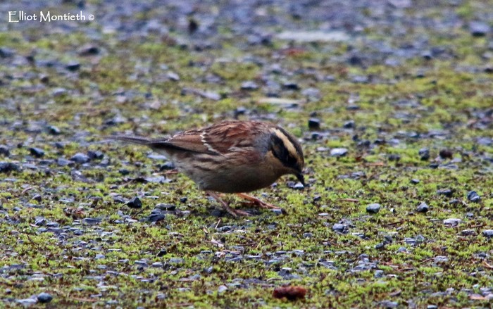 Siberian Accentor