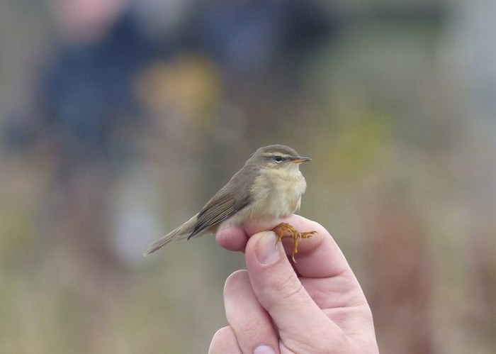 Dusky Warbler
