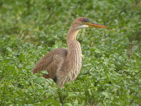 Purple Heron