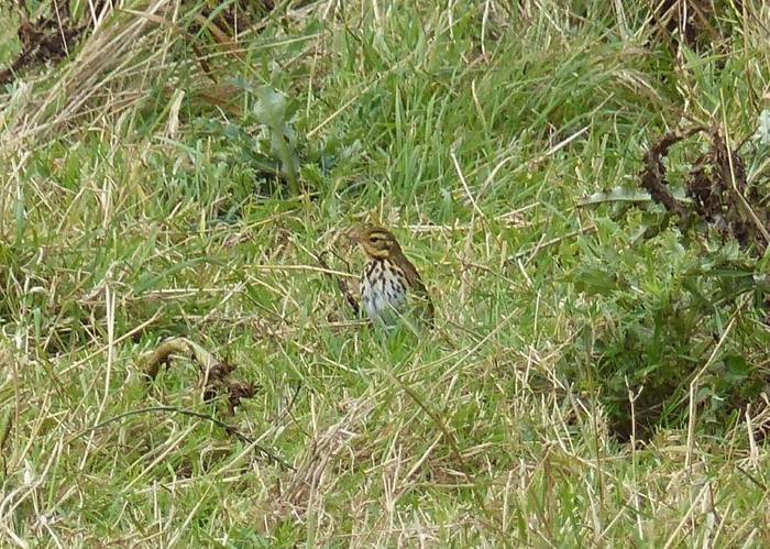 Olive-backed Pipit