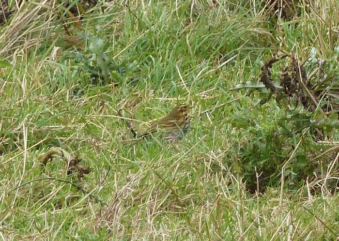 Olive-backed Pipit
