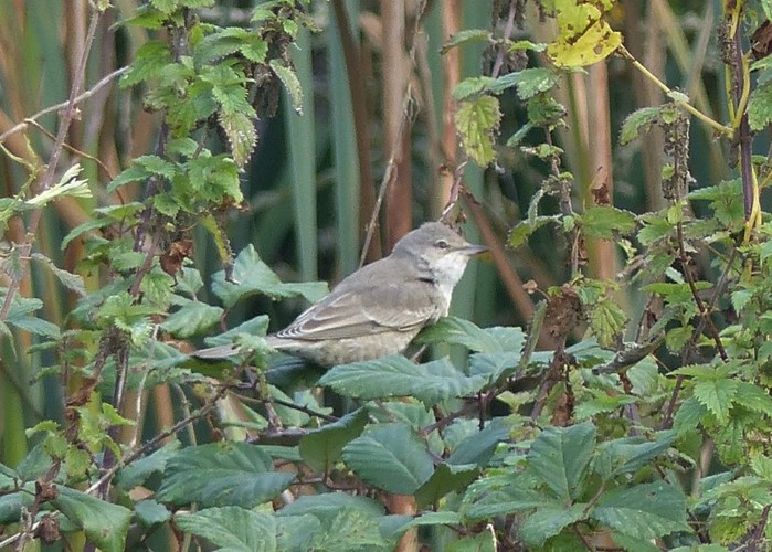 Barred Warbler