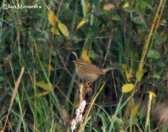 Radde's Warbler