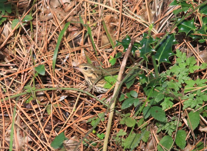 Olive-backed Pipit
