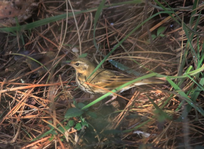 Olive-backed Pipit