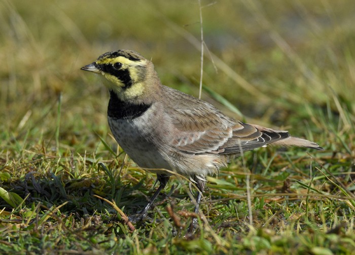 Shorelark