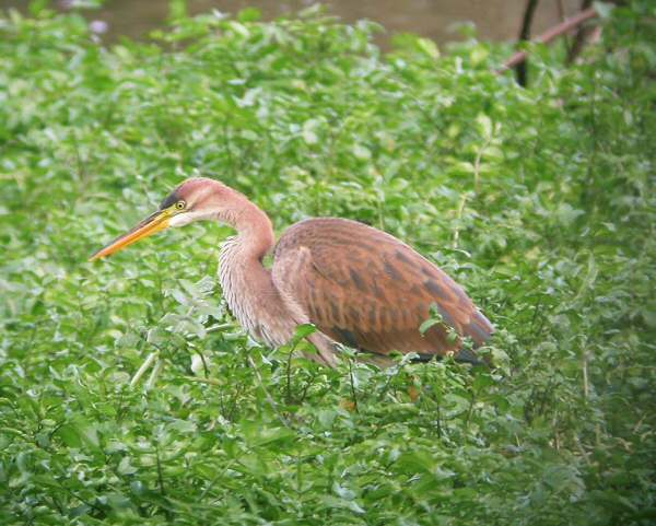 Purple Heron