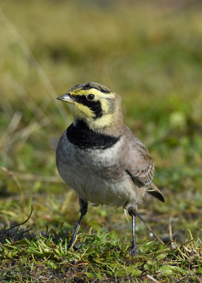 Shorelark