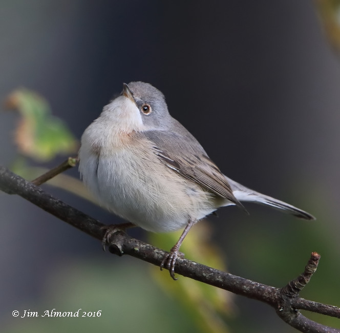 Subalpine Warbler
