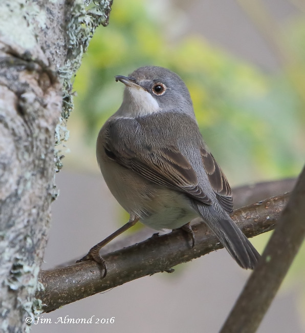 Subalpine Warbler