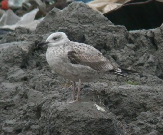 Caspian Gull