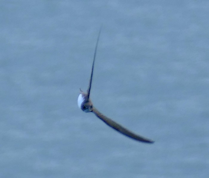 Alpine Swift