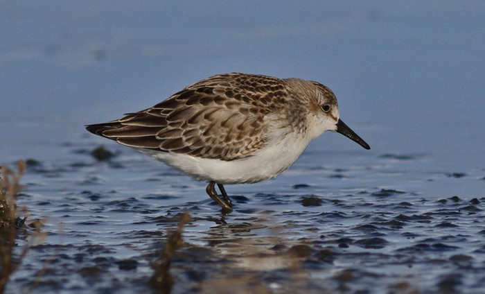 Semipalmated Sandpiper