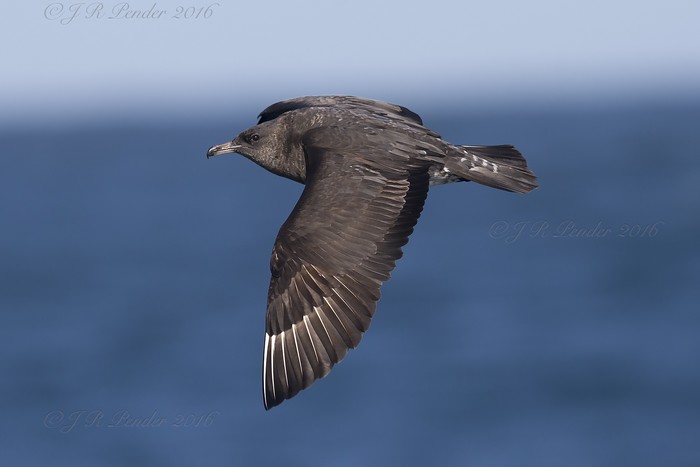 Pomarine Skua