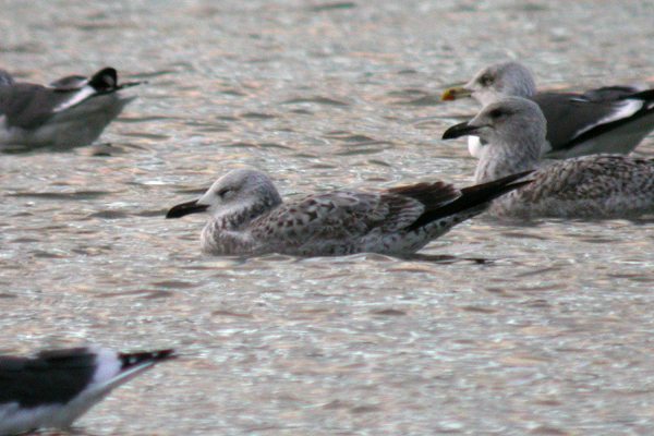 Caspian Gull