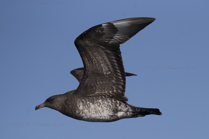 Pomarine Skua