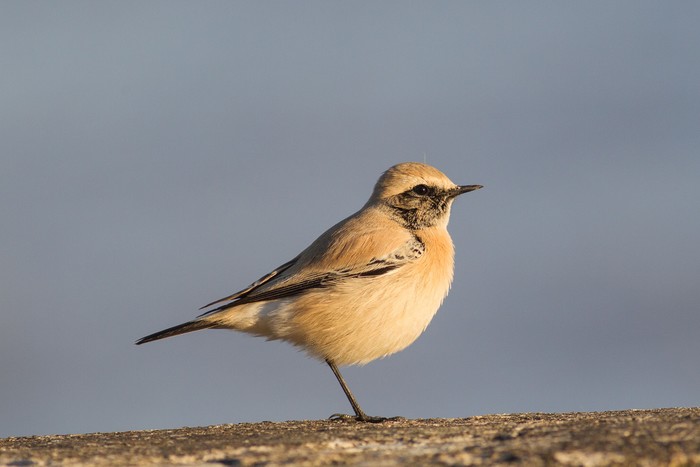 Desert Wheatear