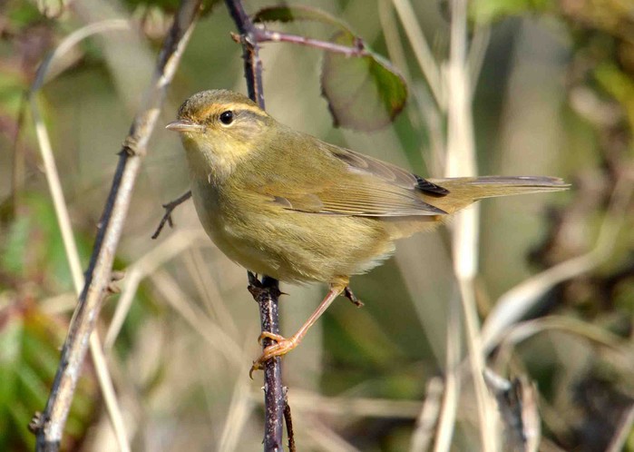 Radde's Warbler