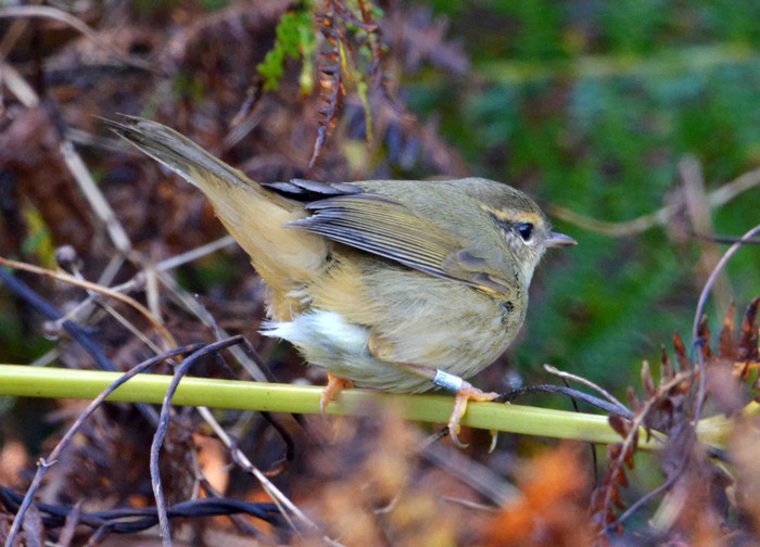 Radde's Warbler