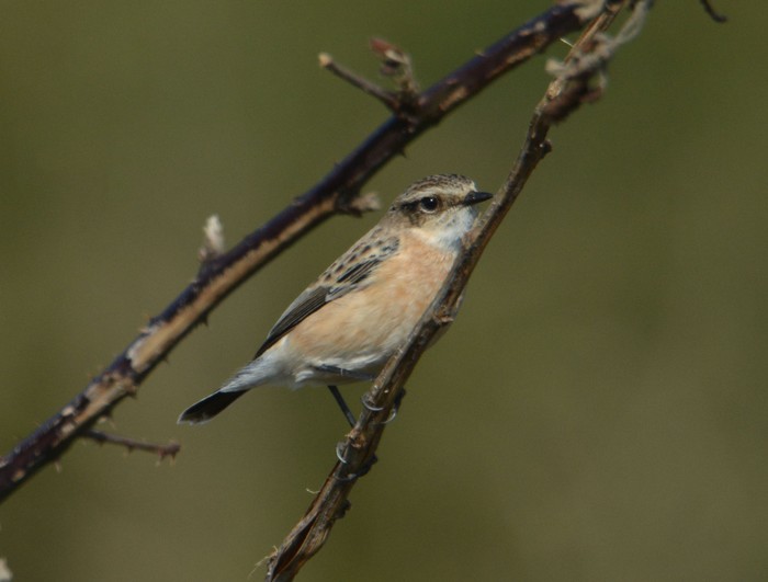 Siberian Stonechat
