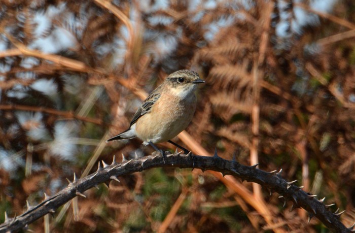 Siberian Stonechat