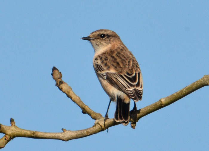 Siberian Stonechat