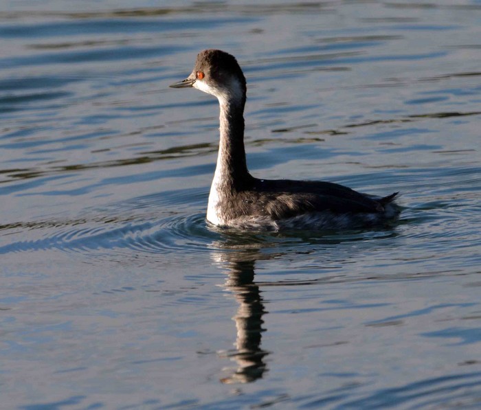 Black-necked Grebe