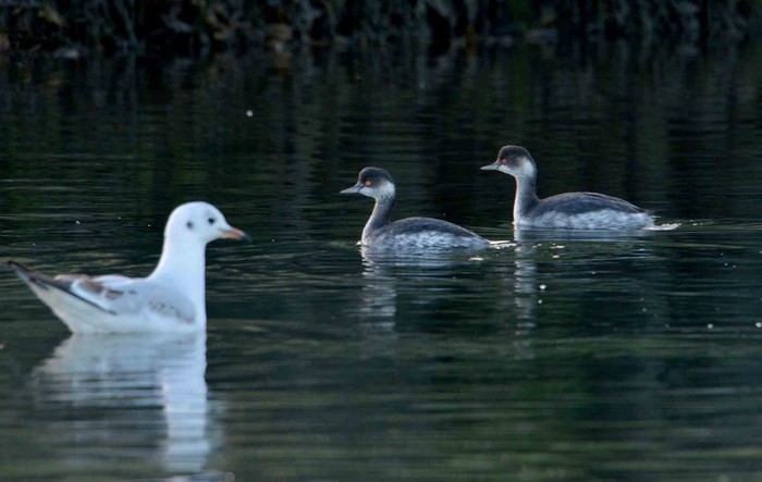Black-necked Grebe