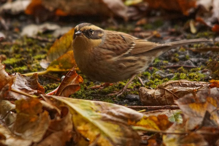Siberian Accentor